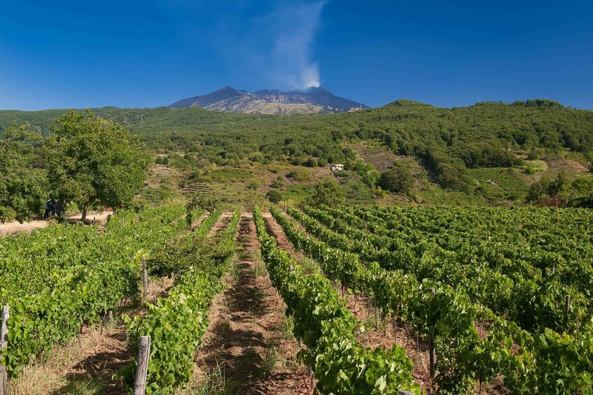 Picture 5 for Activity Catania, Taormina, Messina: 3 Etna Wineries Tour & Tasting