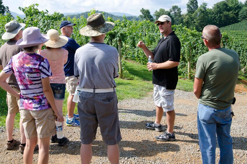 Picture 3 for Activity Catania, Taormina, Messina: 3 Etna Wineries Tour & Tasting