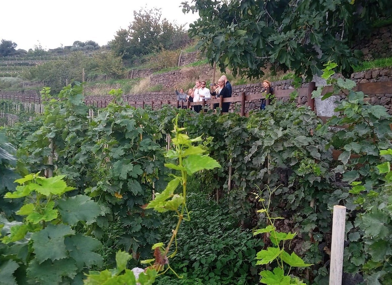 Picture 10 for Activity From Taormina: Private 3 Etna Wineries with Food & Wine