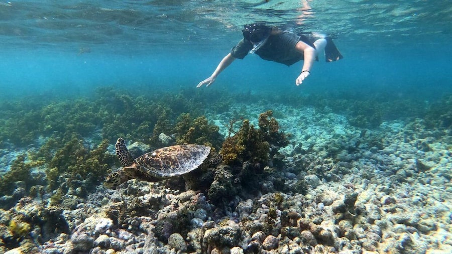 Praslin: Coco Felicite & La Digue Island Full-Day Boat Trip