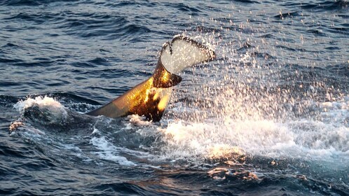 Tromsø: Luxury Yacht Whale Safari