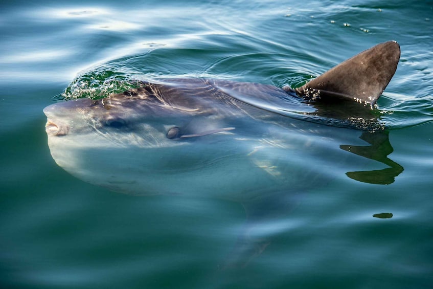 Picture 5 for Activity Cape Town: Marine Wildlife Cruise and City Tour