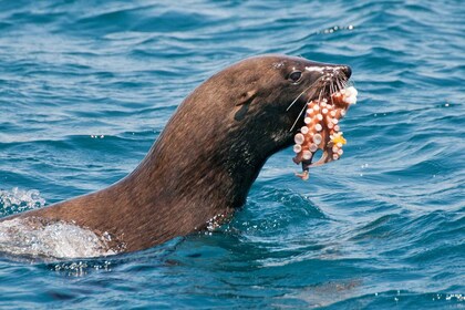 Kapkaupunki: Marine Wildlife Cruise ja City Tour