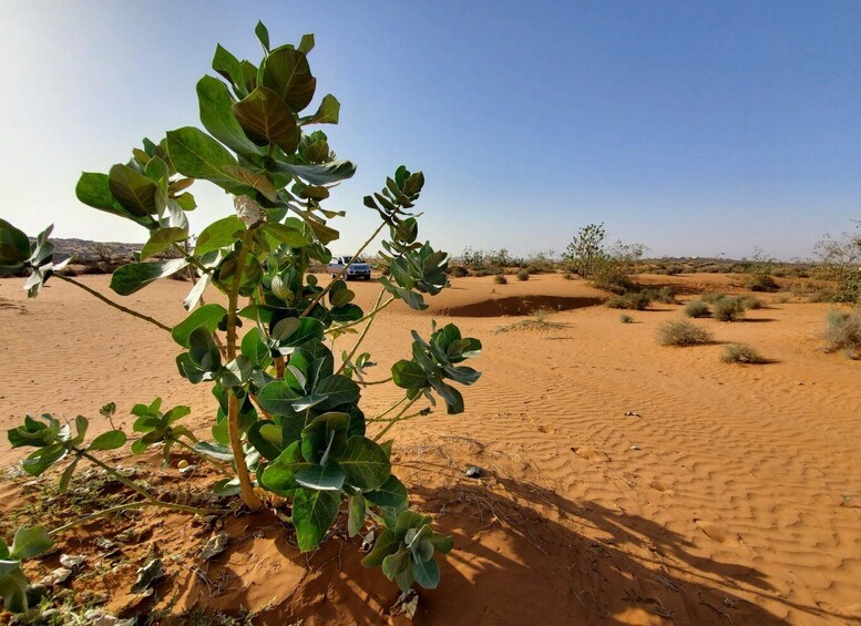 Picture 4 for Activity From Agadir: Sahara Desert Day Trip and Camel Ride