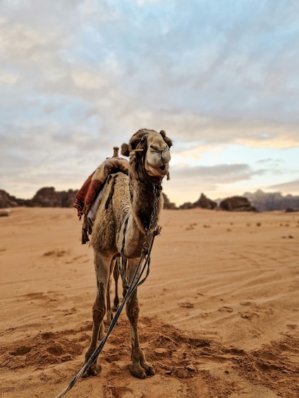 Picture 5 for Activity From Agadir: Sahara Desert Day Trip and Camel Ride