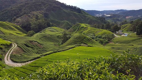 Desde Kuala Lumpur: excursión de un día a Cameron Highlands con almuerzo