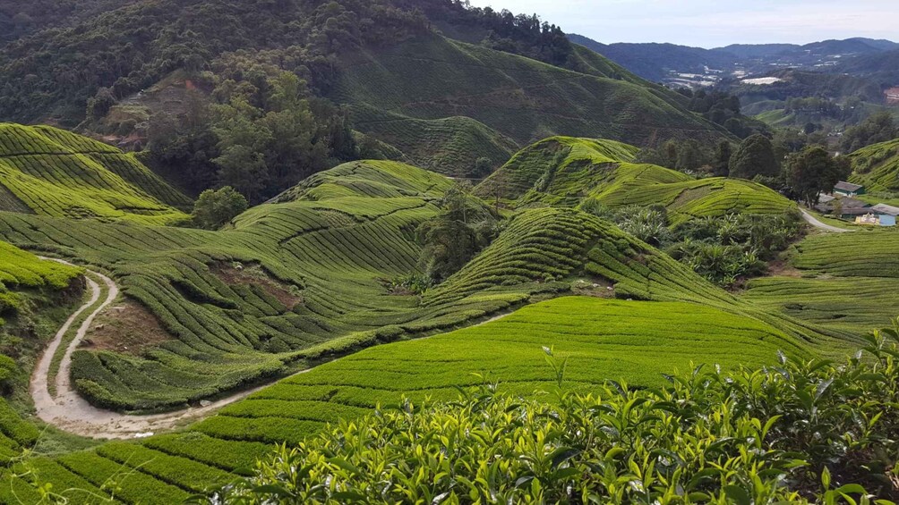 Picture 2 for Activity Cameron Highlands: Shared Full-Day Tour from Kuala Lumpur