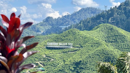 From Kuala Lumpur: Cameron Highlands Day Tour with Lunch