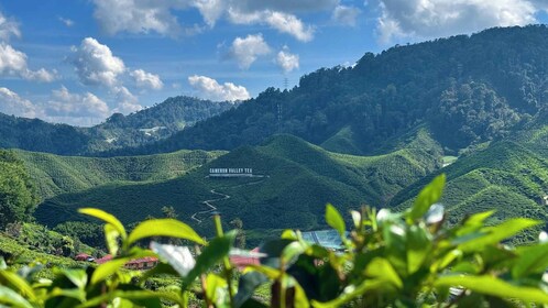 Fra Kuala Lumpur: Cameron Highlands dagstur med lunsj