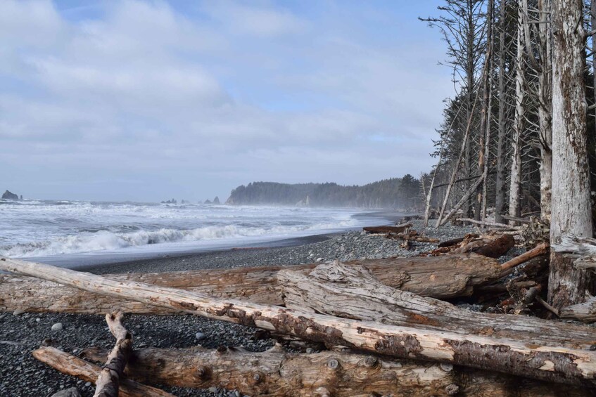 Picture 3 for Activity Olympic National Park: Hoh Rain Forest and Rialto Beach Tour