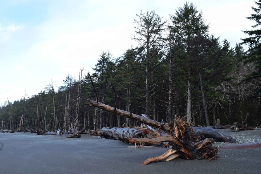 Picture 5 for Activity Olympic National Park: Hoh Rain Forest and Rialto Beach Tour