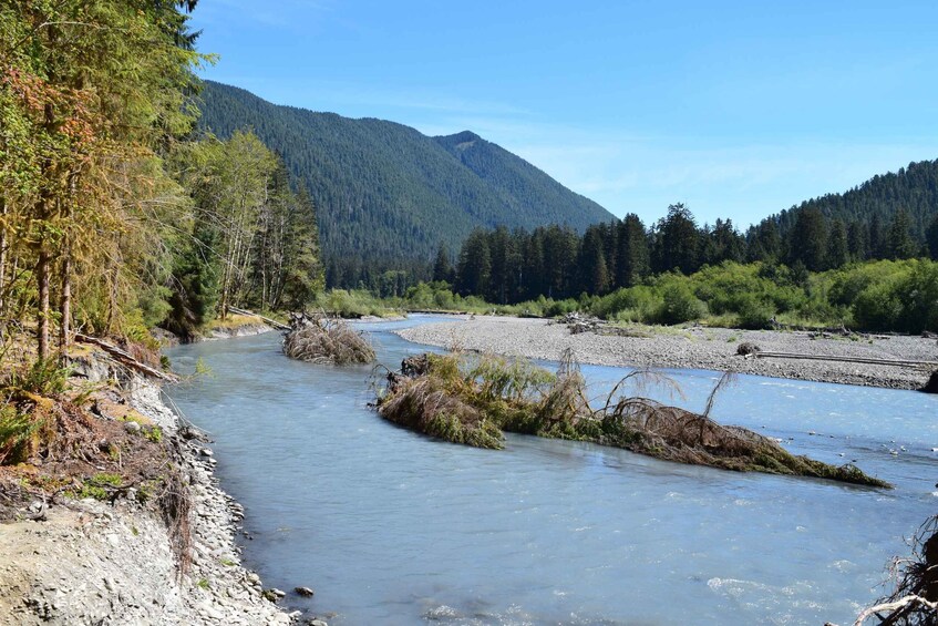 Picture 2 for Activity Olympic National Park: Hoh Rain Forest and Rialto Beach Tour