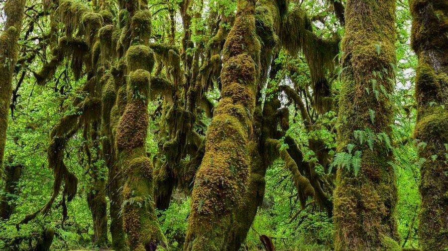 Olympic National Park: Hoh Rain Forest and Rialto Beach Tour