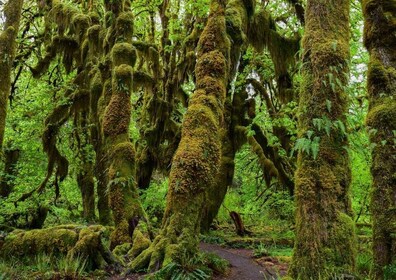 Olympic National Park: Hoh Rain Forest and Rialto Beach Tour