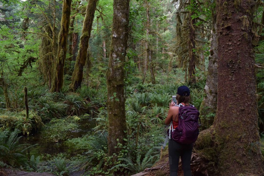 Picture 1 for Activity Olympic National Park: Hoh Rain Forest and Rialto Beach Tour