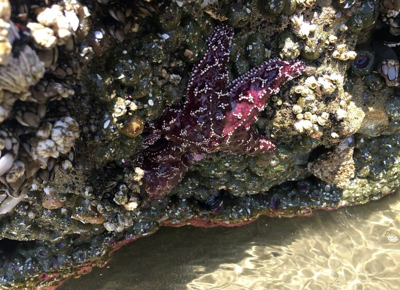 Picture 29 for Activity From Portland: Oregon Coast Day Trip Cannon Beach Area