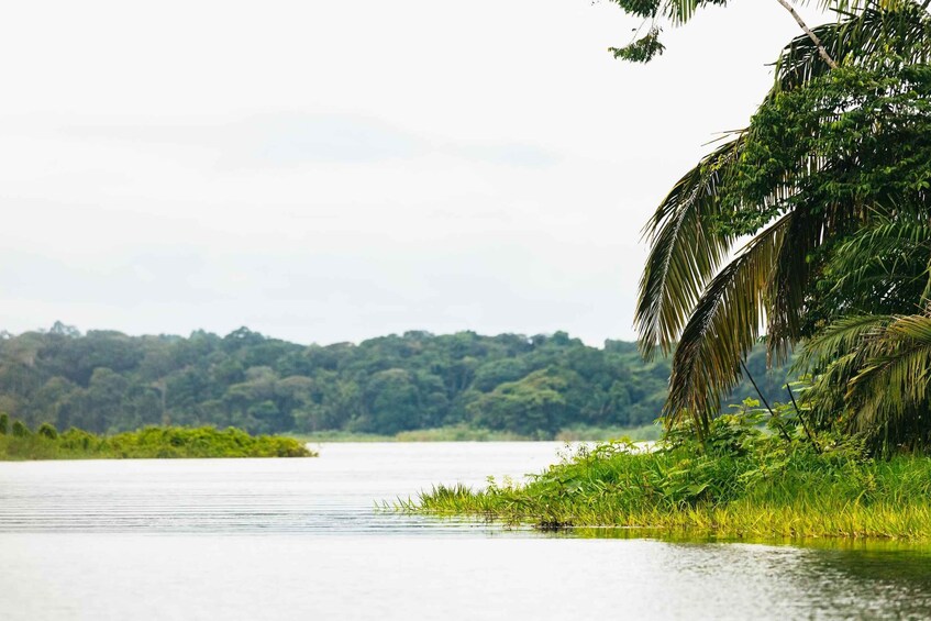 Picture 11 for Activity Panama City: Monkey Island Boat Tour