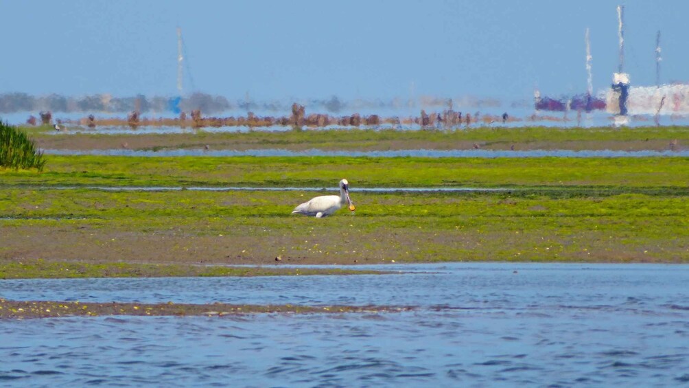 Picture 9 for Activity Olhão: 3-Hour Ria Formosa Boat Tour