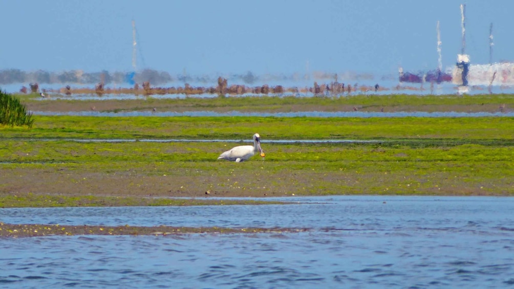 Picture 9 for Activity Olhão: 3-Hour Ria Formosa Boat Tour