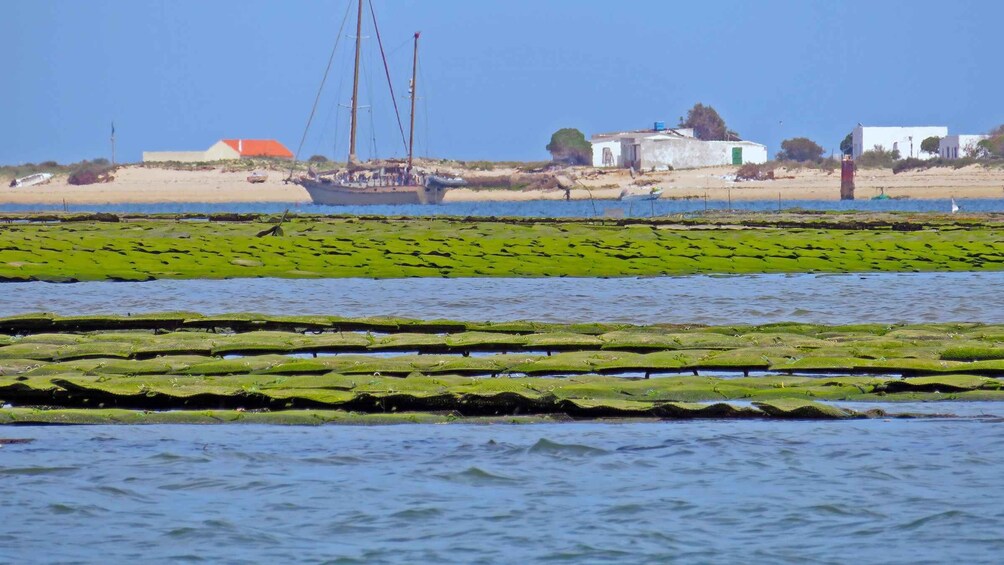 Picture 8 for Activity Olhão: 3-Hour Ria Formosa Boat Tour