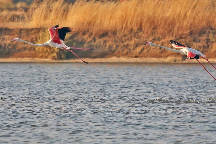 Picture 4 for Activity Ria Formosa: Sightseeing boat Tour from Olhão