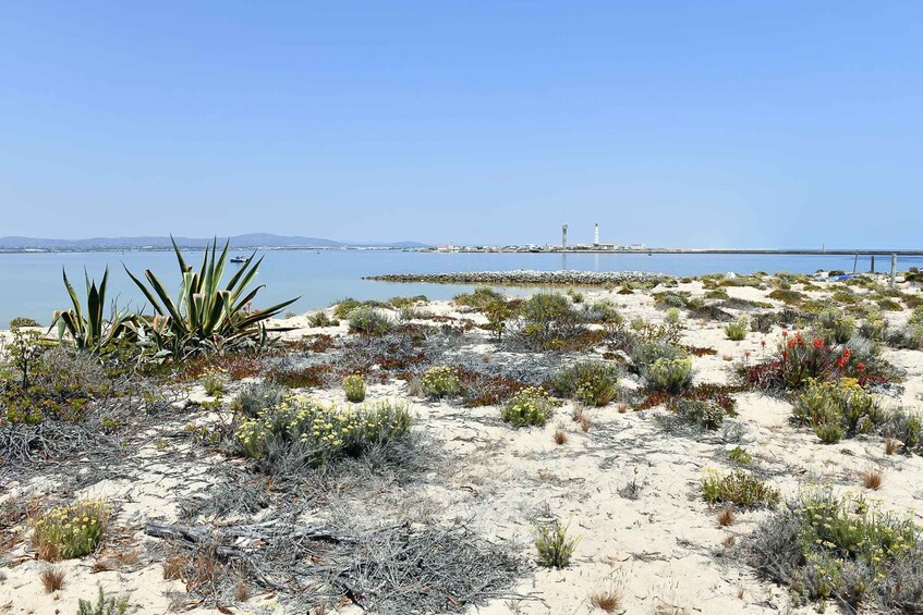 Picture 7 for Activity Ria Formosa: Sightseeing boat Tour from Olhão