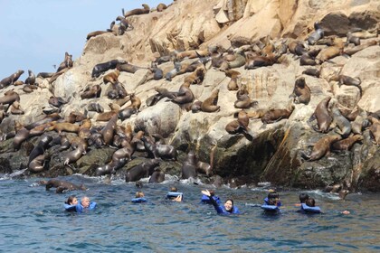 Islas Palomino: nada con leones marinos en el Océano Pacífico