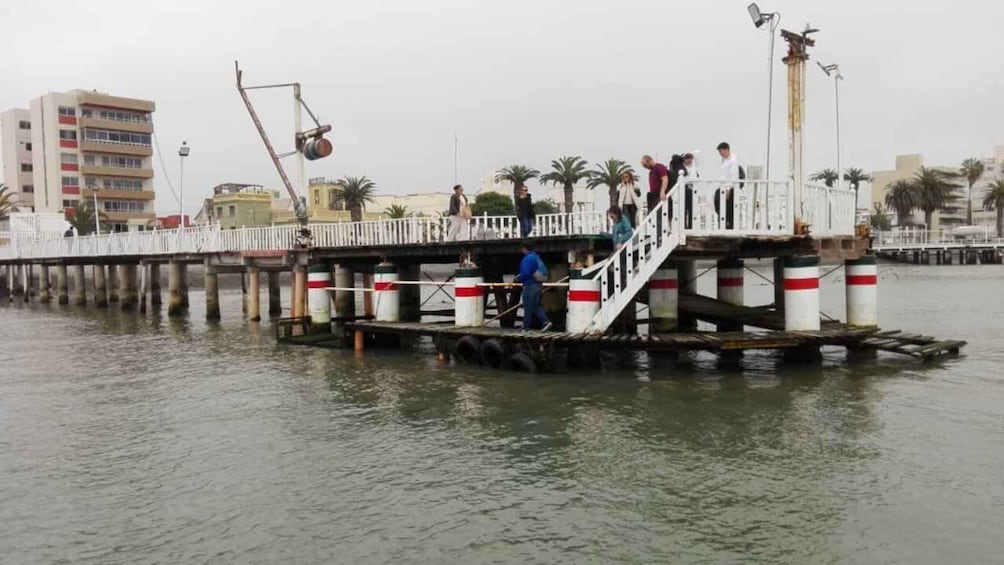 Picture 14 for Activity Palomino Island (Lima): Sea lions swim +4 islands yacht tour