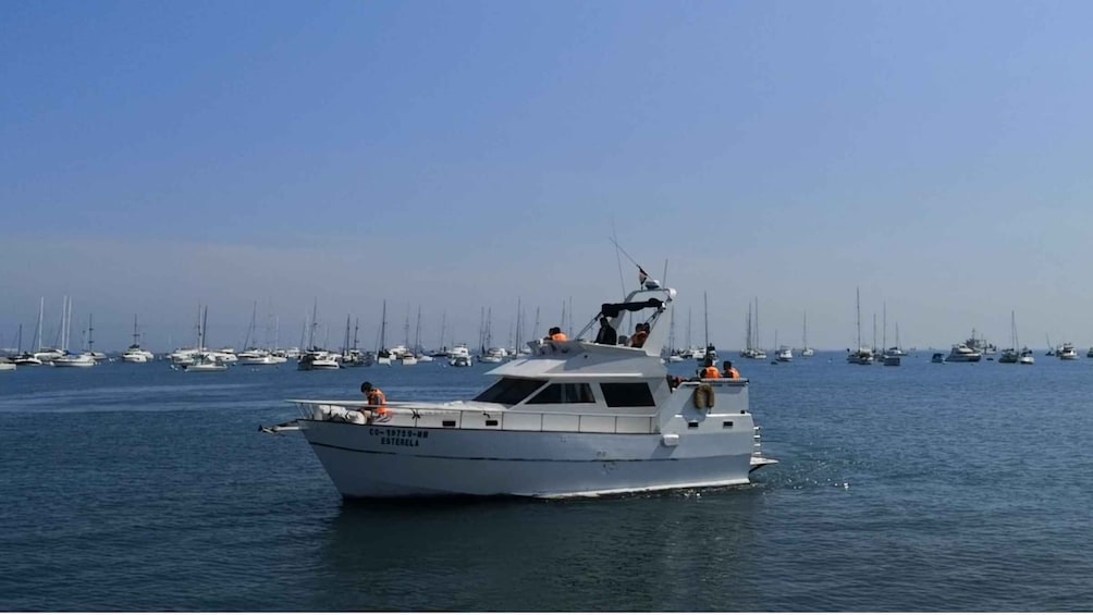 Picture 9 for Activity Palomino Islands: Swim with Sea Lions in the Pacific Ocean
