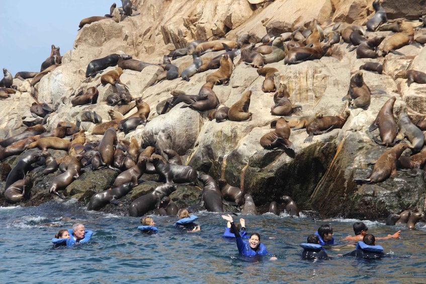 Picture 8 for Activity Palomino Islands: Swim with Sea Lions in the Pacific Ocean