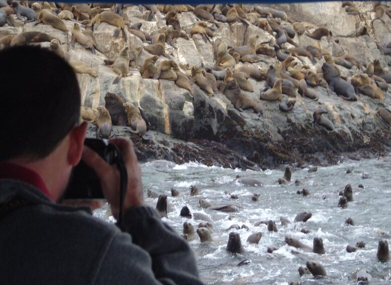 Picture 12 for Activity Palomino Islands: Swim with Sea Lions in the Pacific Ocean