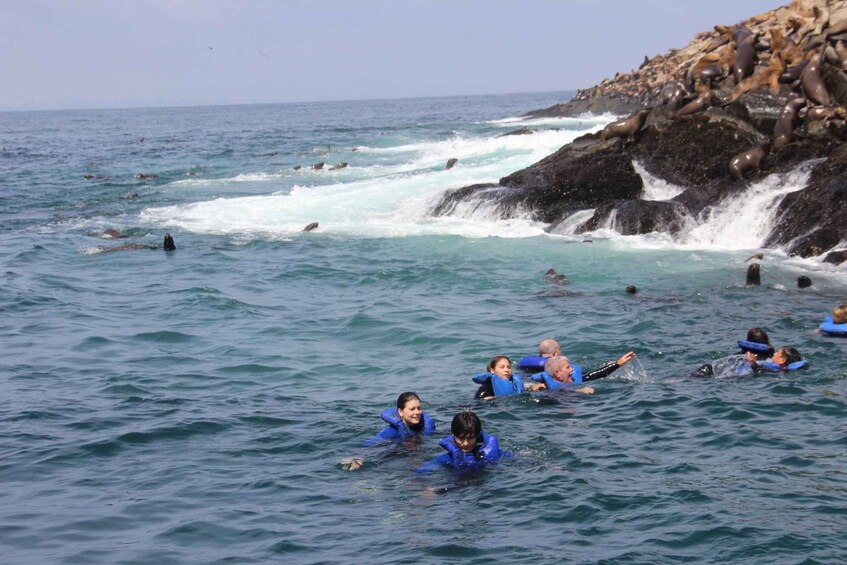 Picture 6 for Activity Palomino Islands: Swim with Sea Lions in the Pacific Ocean