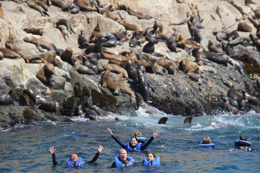 Picture 3 for Activity Palomino Islands: Swim with Sea Lions in the Pacific Ocean