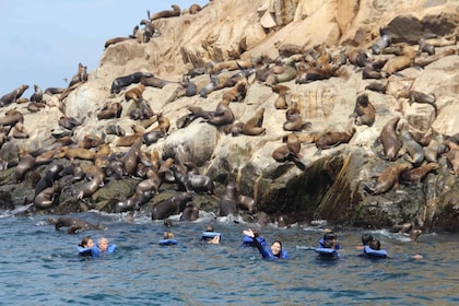 Palomino Inseln: Schwimme mit den Seelöwen im Pazifischen Ozean