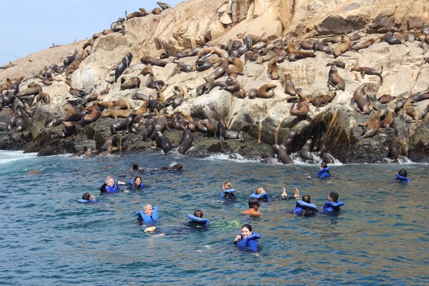 Picture 7 for Activity Palomino Islands: Swim with Sea Lions in the Pacific Ocean