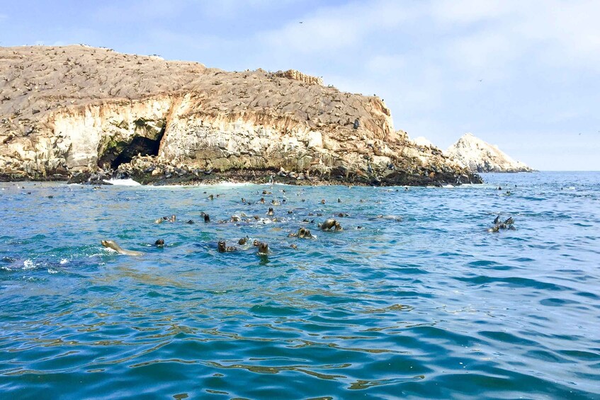 Picture 13 for Activity Palomino Islands: Swim with Sea Lions in the Pacific Ocean