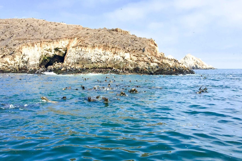 Picture 13 for Activity Palomino Islands: Swim with Sea Lions in the Pacific Ocean
