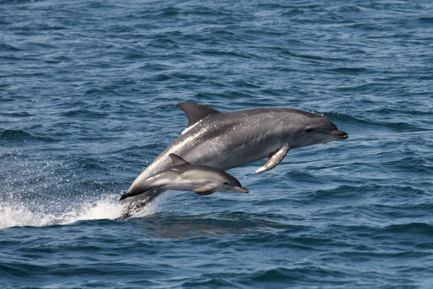 Picture 15 for Activity Olbia: Dolphin Watching & Snorkeling Boat Tour near Figarolo
