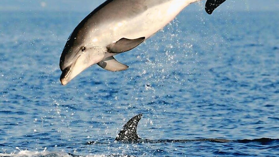 Picture 24 for Activity Olbia: Dolphin Watching & Snorkeling Boat Tour near Figarolo