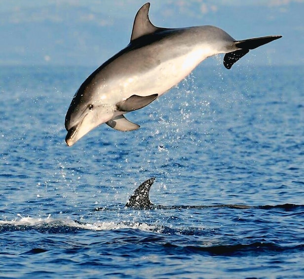 Picture 24 for Activity Olbia: Dolphin Watching & Snorkeling Boat Tour near Figarolo
