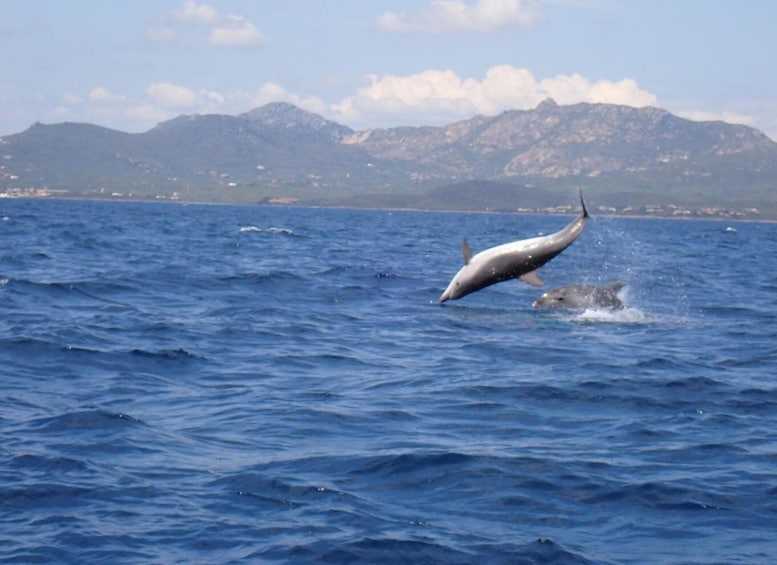 Picture 12 for Activity Olbia: Dolphin Watching & Snorkeling Boat Tour near Figarolo