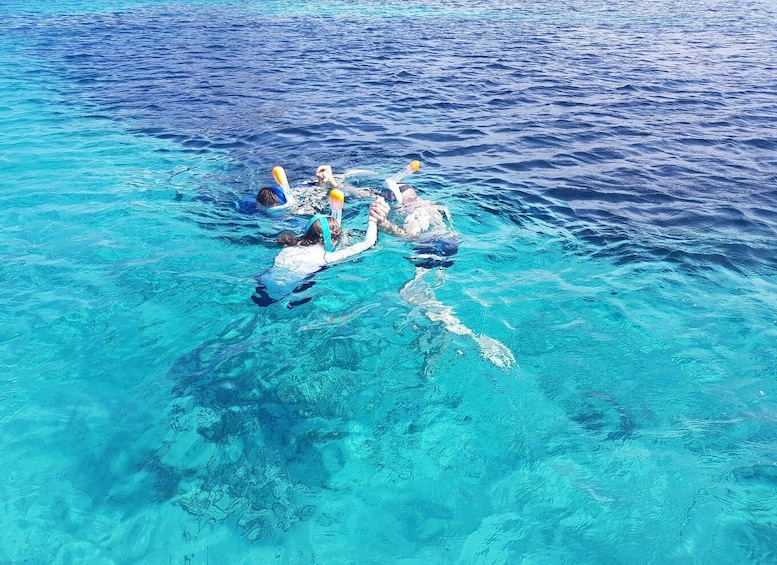 Picture 3 for Activity Olbia: Dolphin Watching & Snorkeling Boat Tour near Figarolo