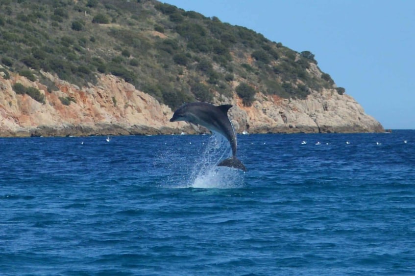 Picture 13 for Activity Olbia: Dolphin Watching & Snorkeling Boat Tour near Figarolo