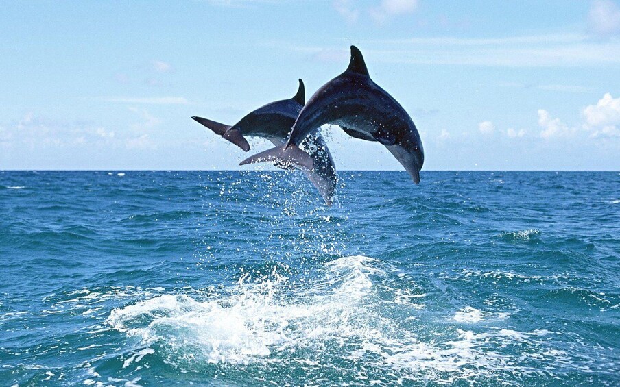 Picture 11 for Activity Olbia: Dolphin Watching & Snorkeling Boat Tour near Figarolo