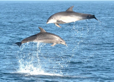 Olbia: Excursión en barco para avistar delfines y bucear cerca de Figarolo