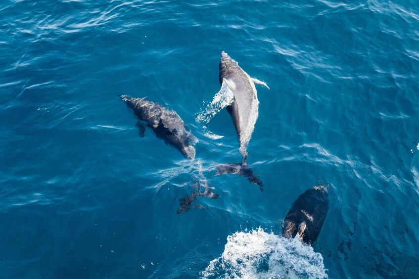 Picture 8 for Activity Olbia: Dolphin Watching & Snorkeling Boat Tour near Figarolo