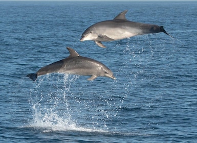 Olbia: Dolphin Watching & Snorkelling Boat Tour near Figarolo