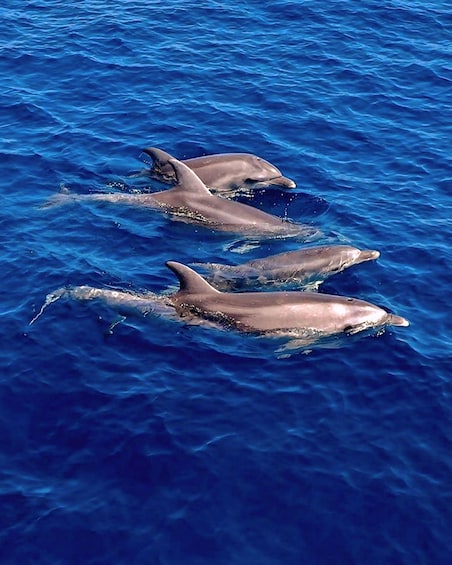 Picture 3 for Activity Olbia: Dolphin Watching & Snorkeling Boat Tour near Figarolo