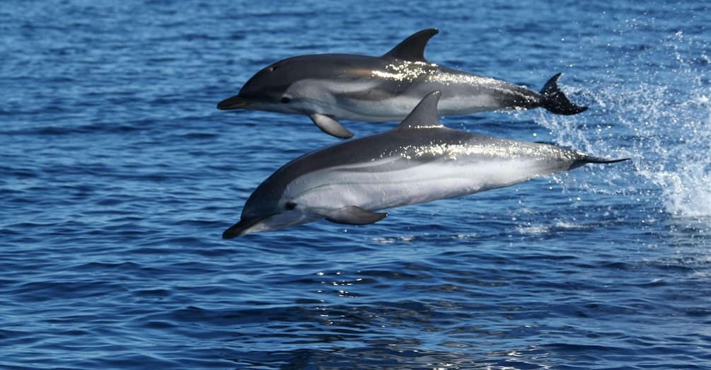 Picture 5 for Activity Olbia: Dolphin Watching & Snorkeling Boat Tour near Figarolo