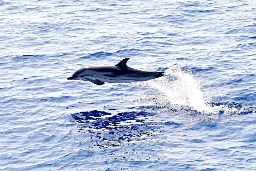 Picture 10 for Activity Olbia: Dolphin Watching & Snorkeling Boat Tour near Figarolo